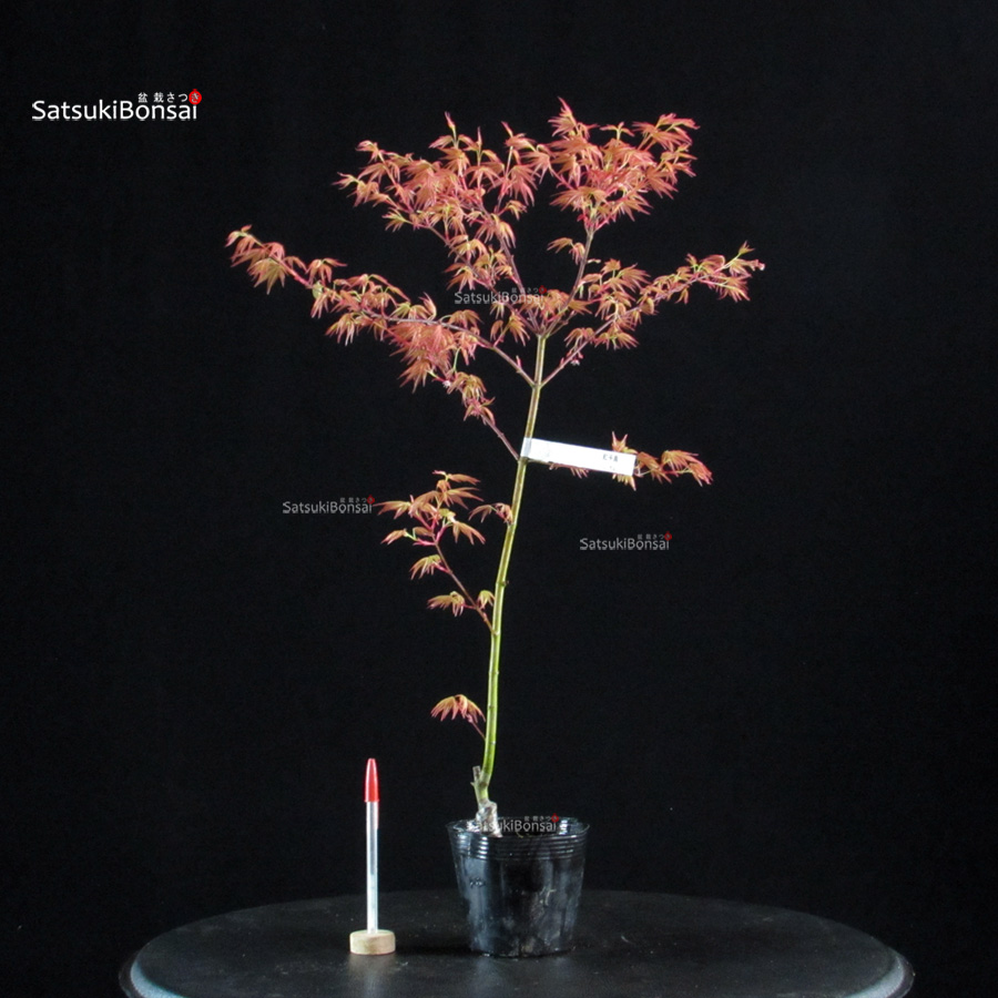 6092_1-Acer palmatum benichidori Acero Palmato Benichidori - immagine 1