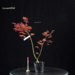 Acero Palmato Benichidori