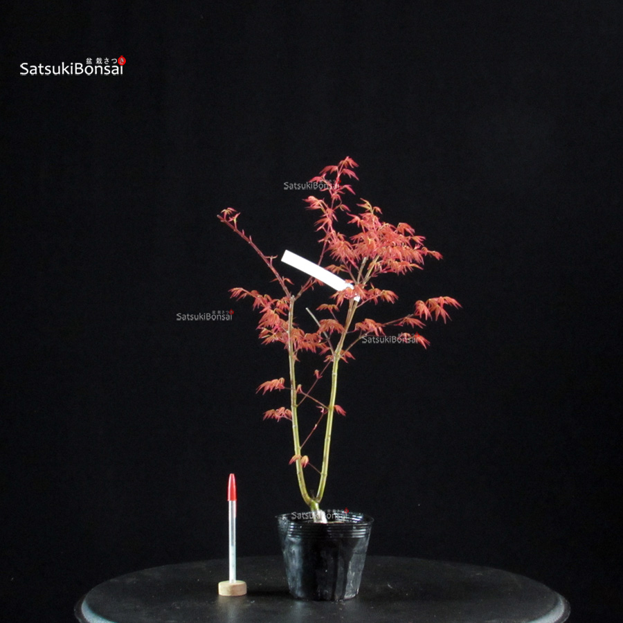 6094_1-Acer palmatum benichidori Acero Palmato Benichidori - immagine 1