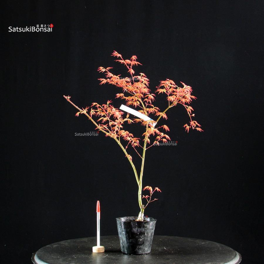 6095_1-Acer palmatum benichidori Acero Palmato Benichidori - immagine 1