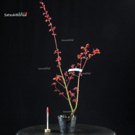 Acero Palmato Seigen - immagine 2