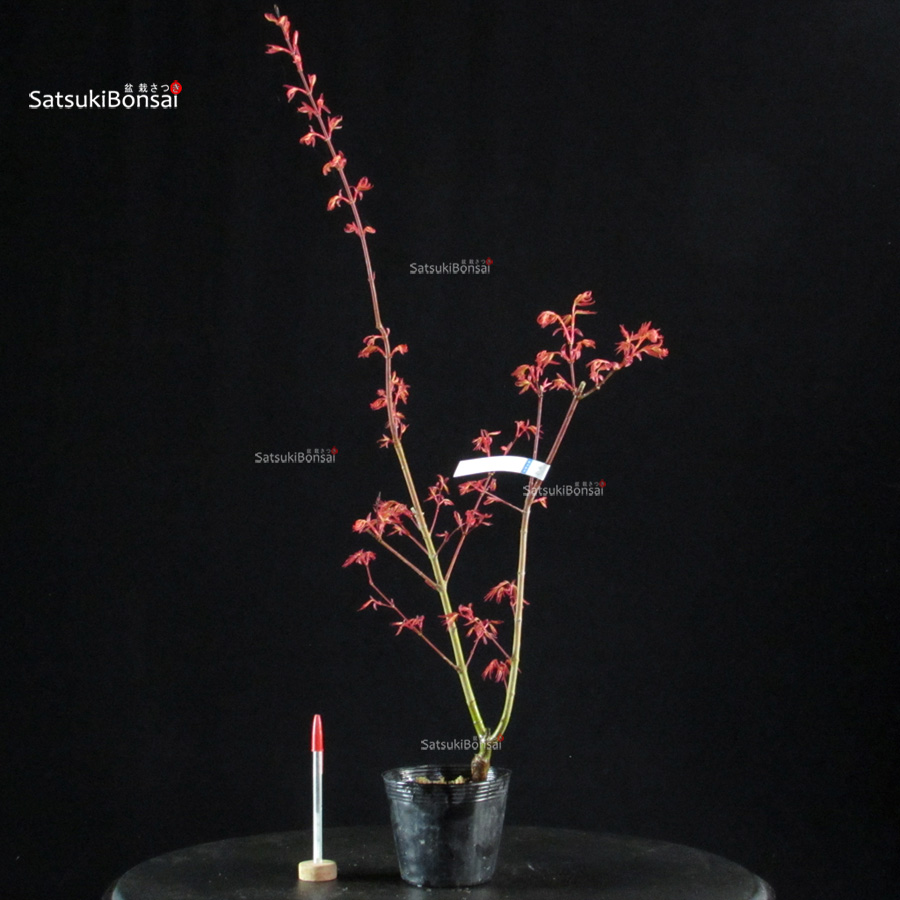 6097_1-Acer palmatum Seigen Acero Palmato Seigen - immagine 1