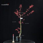 Acero Palmato Seigen