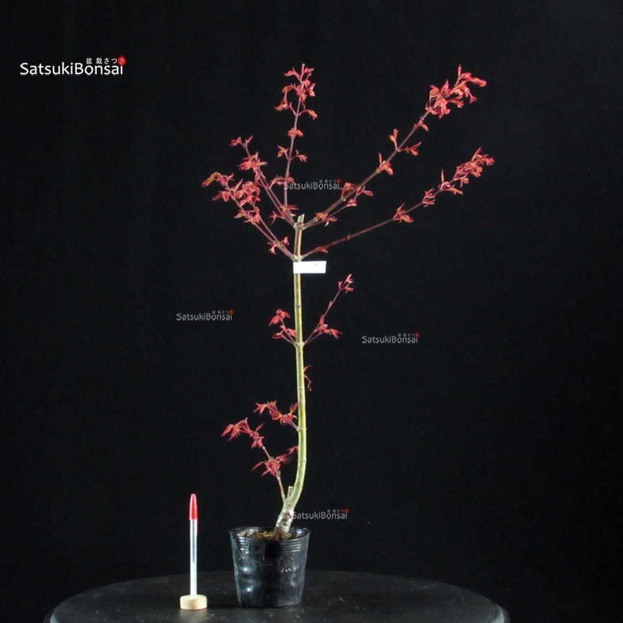 6098_1-Acer palmatum Seigen Acero Palmato Seigen - immagine 1