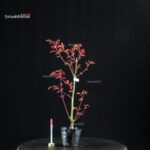 Acero Palmato Seigen