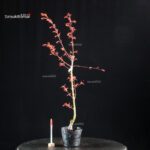 Acero Palmato Seigen