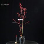 Acero Palmato Seigen