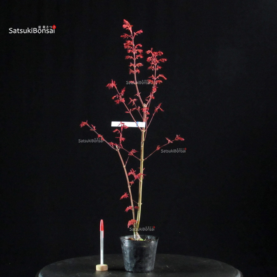 6101_1-Acer palmatum Seigen Acero Palmato Seigen - immagine 1