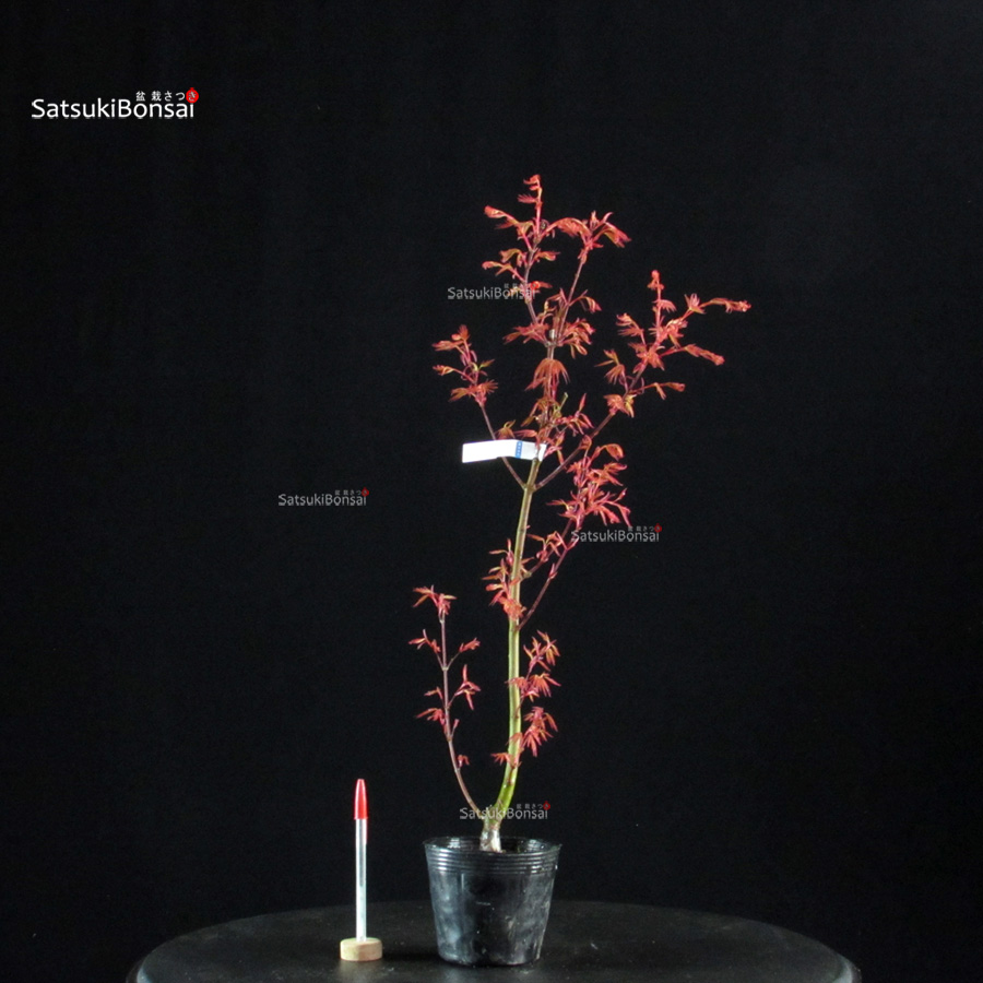 6102_1-Acer palmatum Seigen Acero Palmato Seigen - immagine 1