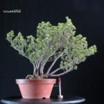 Pinus Pentaphylla Zuisho Goyomatsu