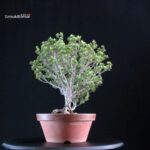 Pinus Pentaphylla Zuisho Goyomatsu - immagine 2