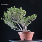 Pinus Pentaphylla Zuisho Goyomatsu - immagine 3