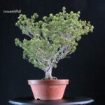 Pinus Pentaphylla Zuisho Goyomatsu - immagine 4