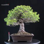 Pinus Pentaphylla Yatsubusa - Goyomatsu