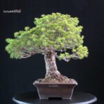 Pinus Pentaphylla Yatsubusa - Goyomatsu - immagine 4