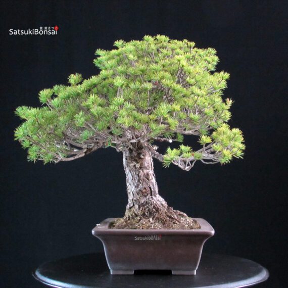 Pinus Pentaphylla Yatsubusa - Goyomatsu - immagine 4
