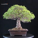 Pinus Pentaphylla Yatsubusa - Goyomatsu - immagine 3