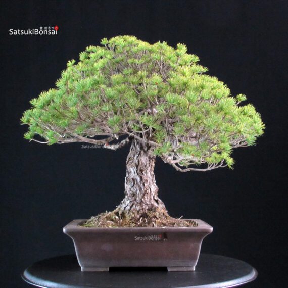 Pinus Pentaphylla Yatsubusa - Goyomatsu - immagine 3