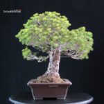 Pinus Pentaphylla Yatsubusa - Goyomatsu - immagine 2