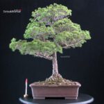 Pinus Pentaphylla Yatsubusa - Goyomatsu