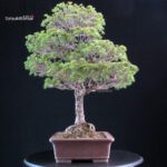 Pinus Pentaphylla Yatsubusa - Goyomatsu - immagine 4