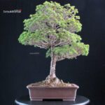 Pinus Pentaphylla Yatsubusa - Goyomatsu - immagine 3