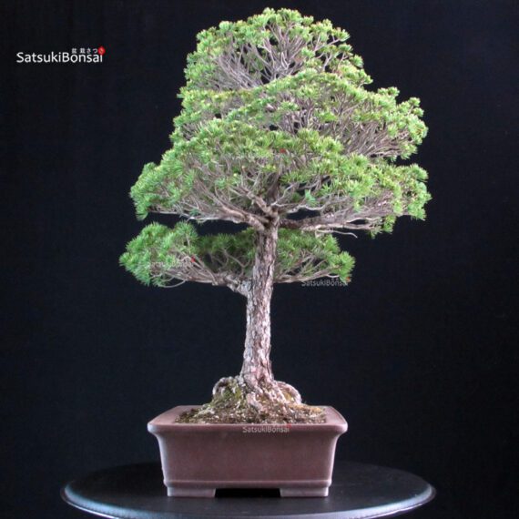 Pinus Pentaphylla Yatsubusa - Goyomatsu - immagine 2