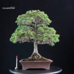 Pinus Pentaphylla Yatsubusa - Goyomatsu