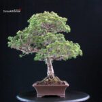 Pinus Pentaphylla Yatsubusa - Goyomatsu - immagine 4