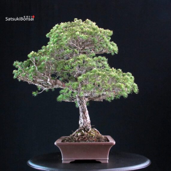 Pinus Pentaphylla Yatsubusa - Goyomatsu - immagine 4