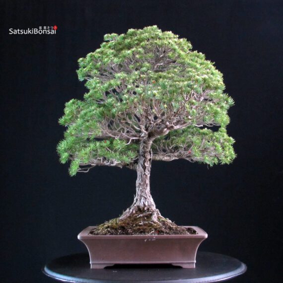 Pinus Pentaphylla Yatsubusa - Goyomatsu - immagine 3