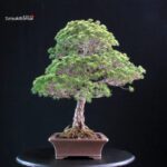 Pinus Pentaphylla Yatsubusa - Goyomatsu - immagine 2