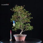 Azalea Satsuki SUZUKASE