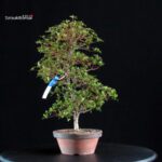 Azalea Satsuki SUZUKASE - immagine 5