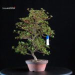 Azalea Satsuki SUZUKASE - immagine 4