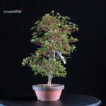 Azalea Satsuki SUZUKASE - immagine 3