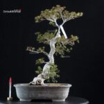 Azalea Satsuki KINSAI