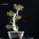 Azalea Satsuki KINSAI - immagine 3