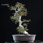 Azalea Satsuki KINSAI - immagine 4