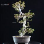 Azalea Satsuki KINSAI - immagine 5