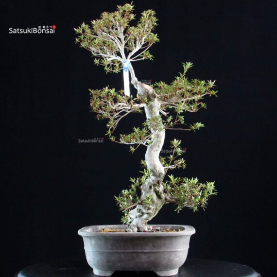 Azalea Satsuki KINSAI - immagine 5