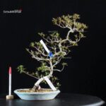 Azalea Satsuki KIKO NO TSUKI