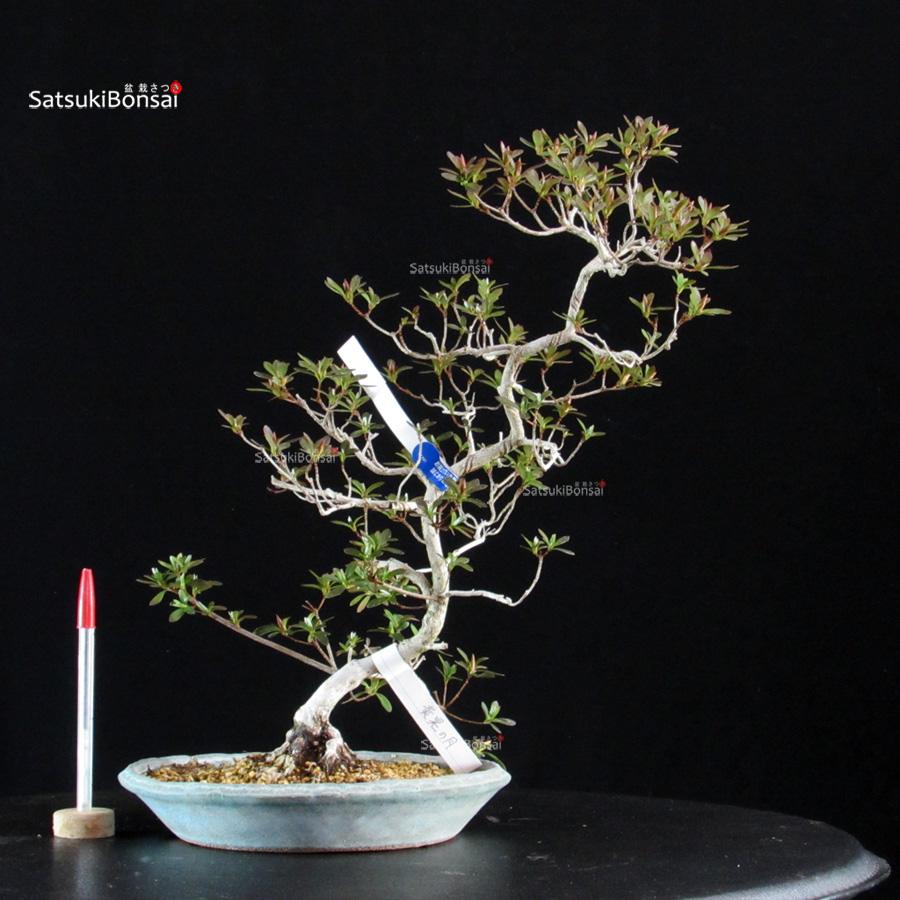 6370_1-Rhododendron Indicum satsuki Kikonotsuki Azalea Satsuki KIKO NO TSUKI - immagine 1