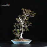 Azalea Satsuki KIKO NO TSUKI - immagine 2