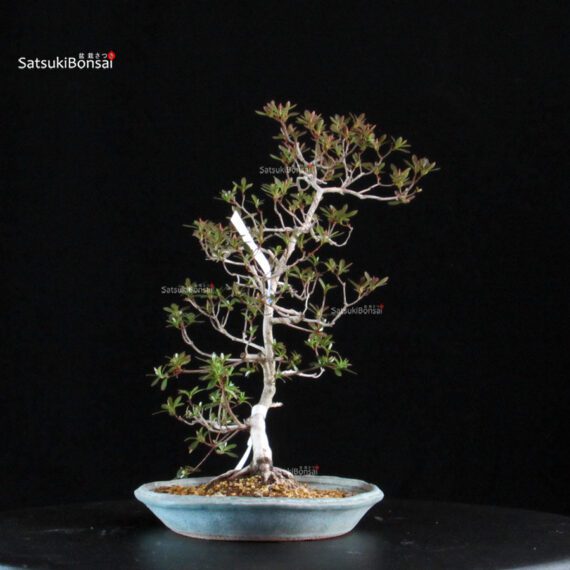 Azalea Satsuki KIKO NO TSUKI - immagine 2