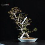 Azalea Satsuki KIKO NO TSUKI - immagine 3