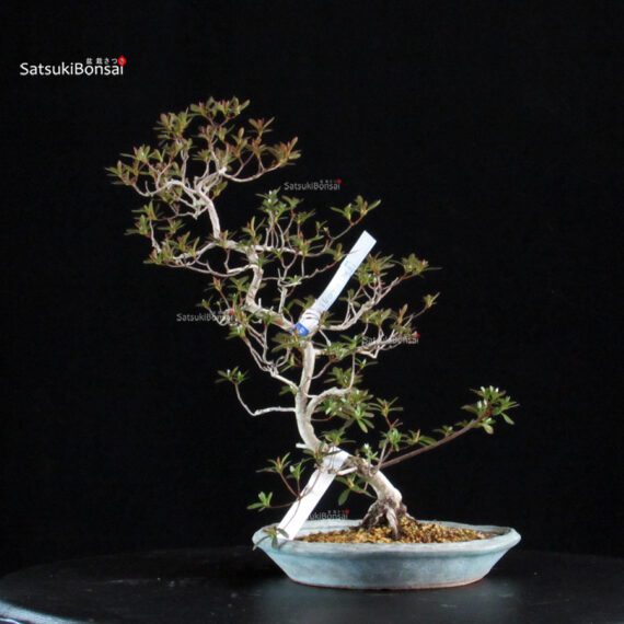 Azalea Satsuki KIKO NO TSUKI - immagine 3