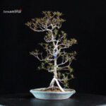 Azalea Satsuki KIKO NO TSUKI - immagine 4