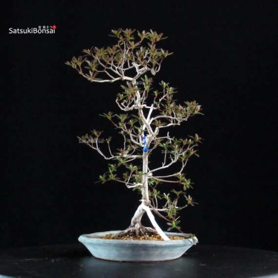 Azalea Satsuki KIKO NO TSUKI - immagine 4