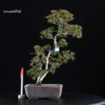 Azalea Satsuki CHINZAN